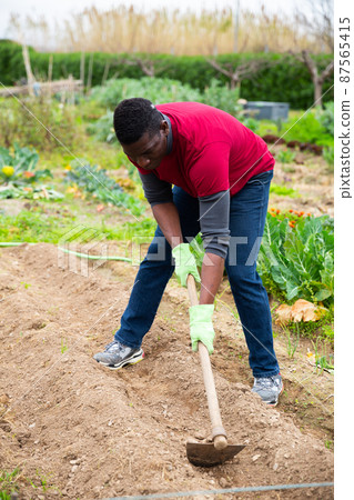 Afro-american man using hoe treats the garden beds Afro-american man using hoe treats the garden beds 87565415