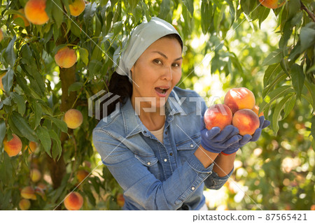 Successful female gardener with ripe peaches in hands on day 87565421