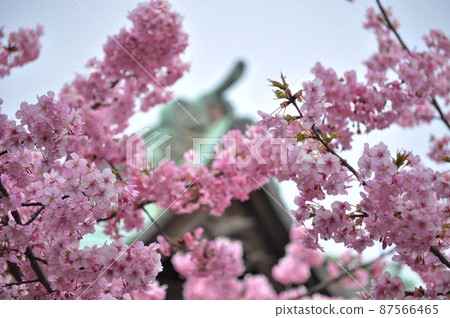 Kawazu Sakura at Sakura Jingu Shrine in Sakura Shinmachi, Setagaya-ku, Tokyo Kawazu Sakura at Sakura Jingu Shrine in Sakura Shinmachi, Setagaya-ku, Tokyo 87566465