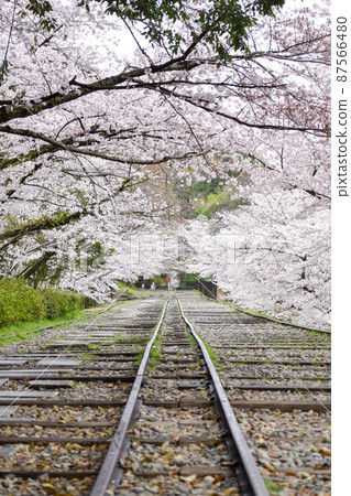 [Kyoto in Spring] Keage Incline_Sakura sightseeing spots_Kimono and Instagram-worthy trip 87566480