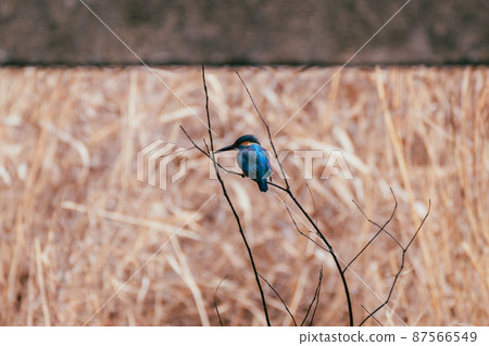 Kingfisher of the winter Mizumoto Park 87566549