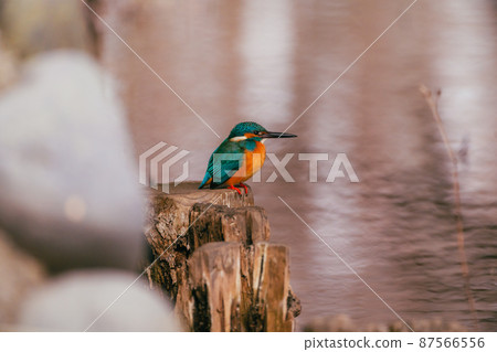 Kingfisher of the winter Mizumoto Park Kingfisher of the winter Mizumoto Park 87566556