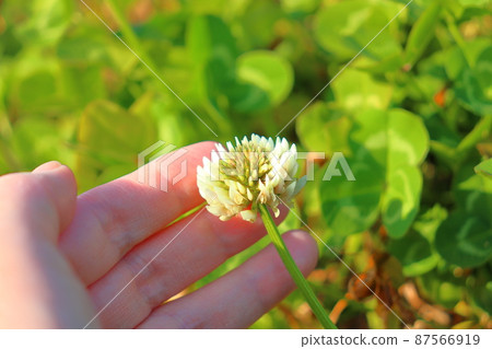White clover white flower hand White clover white flower hand 87566919