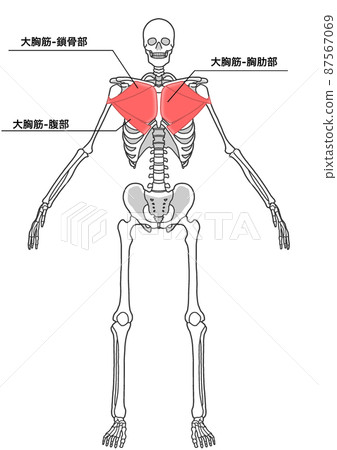 人體全身骨骼和胸大肌 各部分的日文名稱 插圖素材 圖庫
