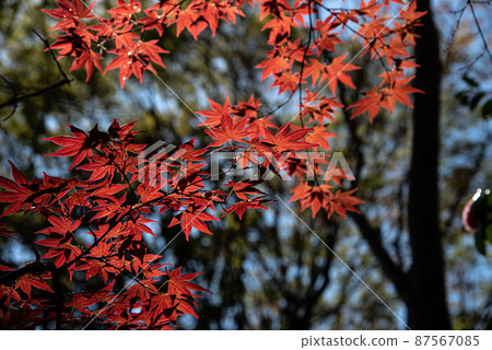 春天紅得發亮 春天紅得發亮 87567085
