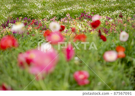 Magic carpet 87567091