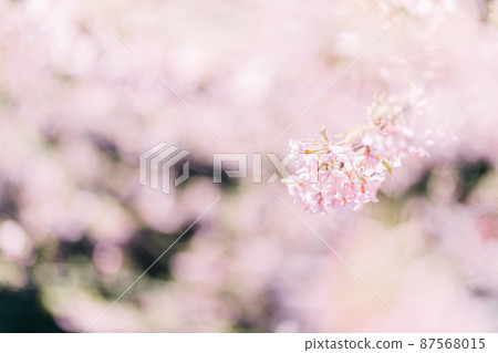 Image photo of cherry blossoms (Kawazu cherry blossoms) Image photo of cherry blossoms (Kawazu cherry blossoms) 87568015