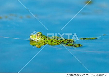 Marsh frog ( Rana ridibunda ) in a pond in spring. 87568047
