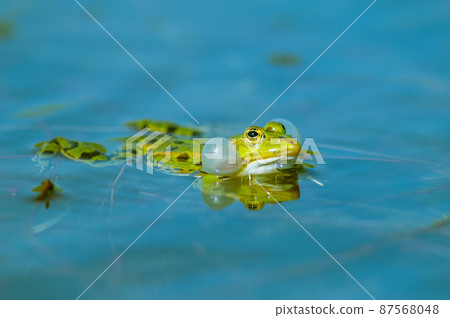 Marsh frog( Rana ridibunda ) in a pond in spring. 87568048