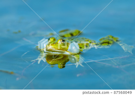 Marsh frog( Rana ridibunda ) in a pond in spring. Marsh frog( Rana ridibunda ) in a pond in spring. 87568049