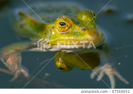 Marsh frog ( Rana ridibunda ) in a pond in spring. Marsh frog ( Rana ridibunda ) in a pond in spring. 87568052