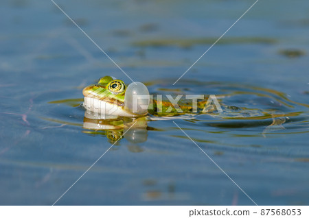 Marsh frog( Rana ridibunda ) in a pond in spring. 87568053