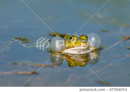 Marsh frog( Rana ridibunda ) in a pond in spring. 87568054