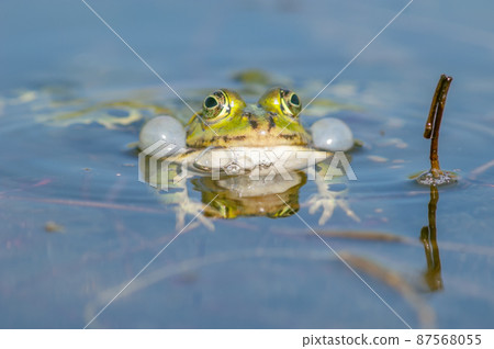 Marsh frog( Rana ridibunda ) in a pond in spring. 87568055
