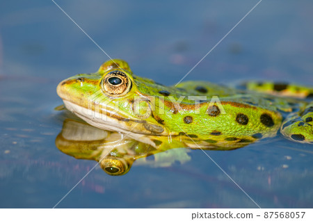 Marsh frog ( Rana ridibunda ) in a pond in spring. 87568057