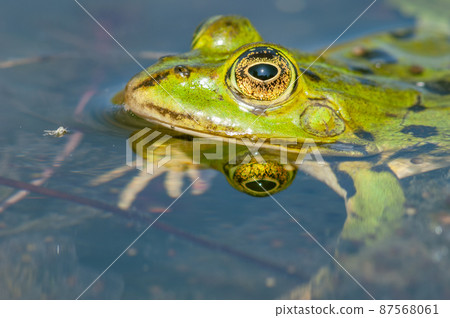 Marsh frog ( Rana ridibunda ) in a pond in spring. 87568061