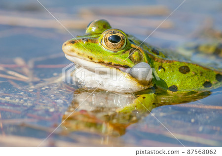 Marsh frog( Rana ridibunda ) in a pond in spring. Marsh frog( Rana ridibunda ) in a pond in spring. 87568062