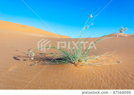 Erg Chebbi, sand desert of Merzouga, southeast of Morocco. Popular destination for travellers. 87568099