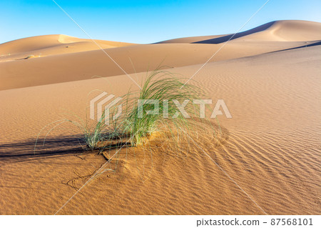 Erg Chebbi, sand desert of Merzouga, southeast of Morocco. Popular destination for travellers. 87568101