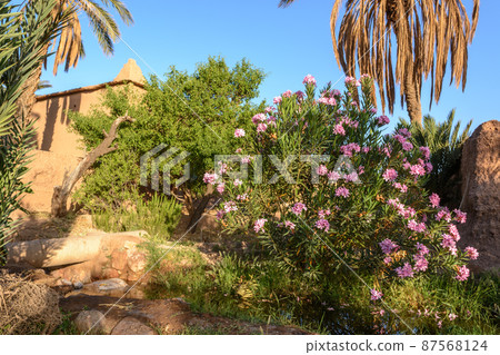Oleander and palm tree in a garden in Morocco Oleander and palm tree in a garden in Morocco 87568124