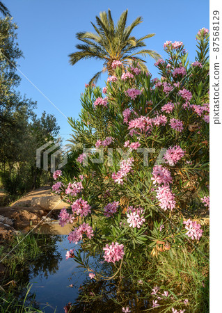 Oleander and palm tree in a garden in Morocco Oleander and palm tree in a garden in Morocco 87568129