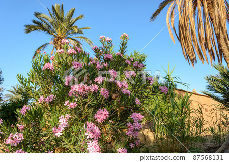 Oleander and palm tree in a garden in Morocco 87568131