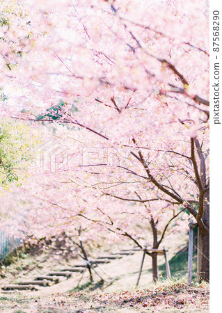 愛知縣南知多町羊崎公園的河津櫻花 87568290