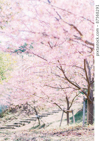 愛知縣南知多町羊崎公園的河津櫻花 87568291