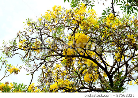 Paraguayan Silver Trumpet Tree, Silver Trumpet Tree, Tree of Gold or Tabebuia argentea Britton Paraguayan Silver Trumpet Tree, Silver Trumpet Tree, Tree of Gold or Tabebuia argentea Britton 87568325