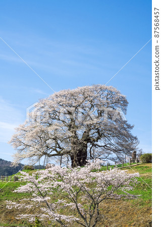 A stunning 1000-year-old single cherry tree "Daigo-Sakura" standing on the mountain, Okayama Prefecture A stunning 1000-year-old single cherry tree "Daigo-Sakura" standing on the mountain, Okayama Prefecture 87568457