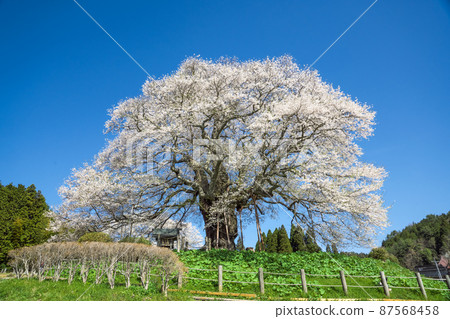 A stunning 1000-year-old single cherry tree "Daigo-Sakura" standing on the mountain, Okayama Prefecture A stunning 1000-year-old single cherry tree "Daigo-Sakura" standing on the mountain, Okayama Prefecture 87568458
