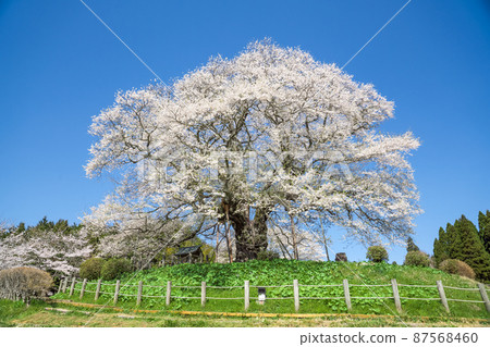 A stunning 1000-year-old single cherry tree "Daigo-Sakura" standing on the mountain, Okayama Prefecture A stunning 1000-year-old single cherry tree "Daigo-Sakura" standing on the mountain, Okayama Prefecture 87568460