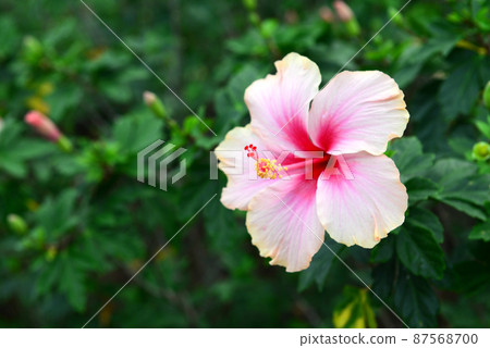Shoe Flower, Hibiscus, Chinese rose or Hibiscus rosa sinensis Shoe Flower, Hibiscus, Chinese rose or Hibiscus rosa sinensis 87568700