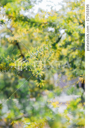 Mimosa flowers 87568896