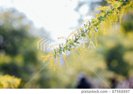含羞草花 87568897