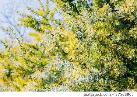 Mimosa flowers Mimosa flowers 87568903