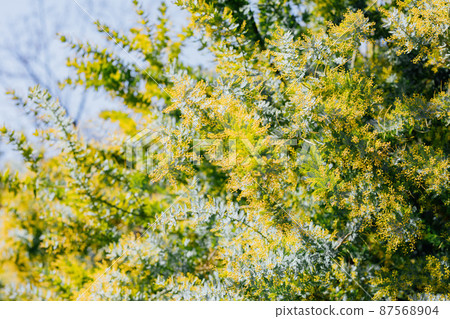Mimosa flowers Mimosa flowers 87568904