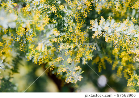 Mimosa flowers 87568906