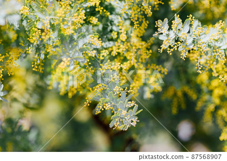 Mimosa flowers Mimosa flowers 87568907