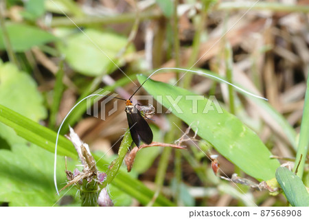Kurohaneshiro Higenaga (male) Kurohaneshiro Higenaga (male) 87568908