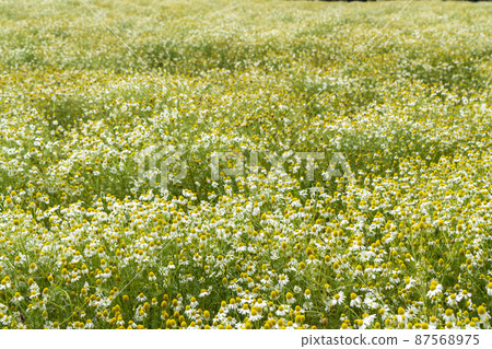 German Chamomile German Chamomile 87568975