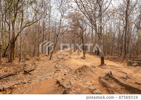 Drought landscape of tropical rainforest in summer. Drought landscape of tropical rainforest in summer. 87569319
