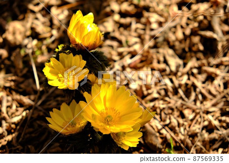 Adonis ramosa [Tsukui, Sagamihara City, February] 87569335