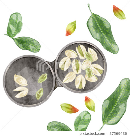 Hand drawn watercolor style illustration of pistachio 87569486