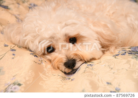 Cute maltipoo before trimming 87569726