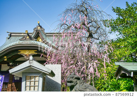 牛天神、北野神社、參拜堂、紅梅盛開、東京 87569912