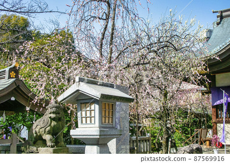 牛天神、北野神社、參拜堂、紅梅盛開、東京 牛天神、北野神社、參拜堂、紅梅盛開、東京 87569916
