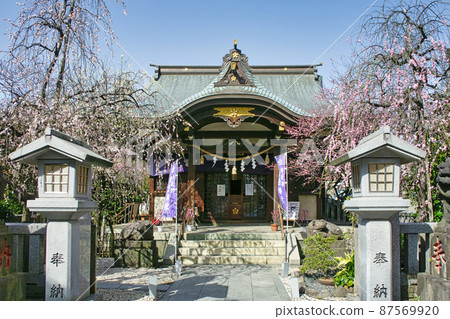 Ushitenjin, Kitano Shrine, Worship Hall, Red Plum Blossoms in Full Bloom, Tokyo 87569920