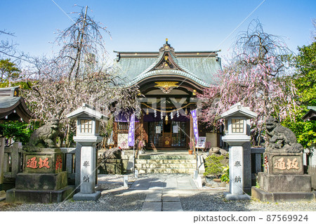 Ushitenjin, Kitano Shrine, Worship Hall, Red Plum Blossoms in Full Bloom, Tokyo 87569924