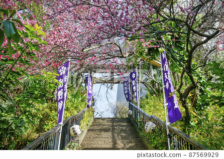 通往東京“牛天神”北野神社石牌坊的石階,紅梅盛開 通往東京“牛天神”北野神社石牌坊的石階,紅梅盛開 87569929